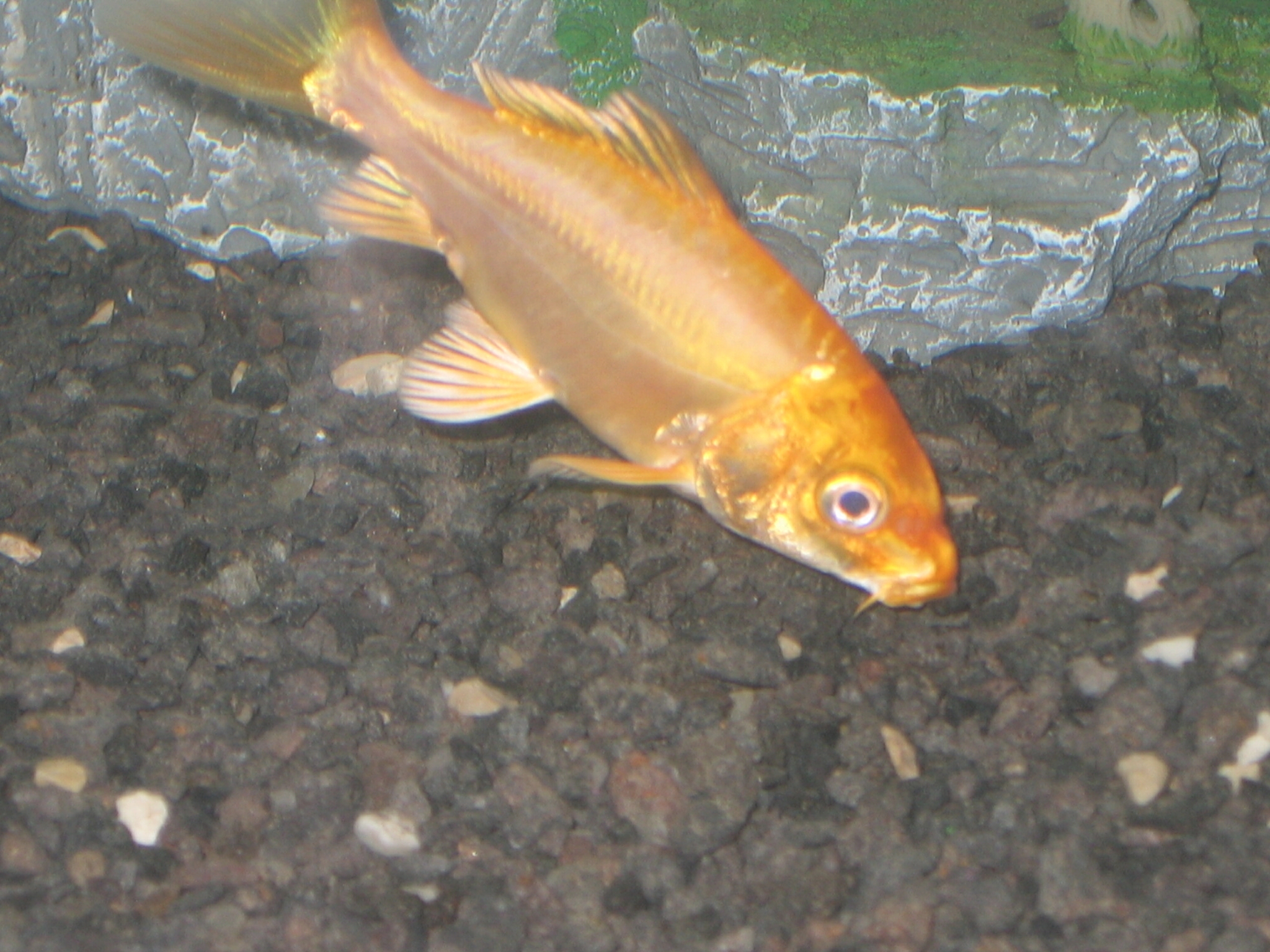 koi-gold-2.jpg