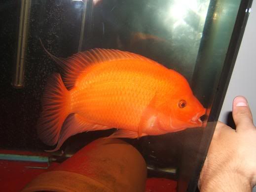 fish006.jpg