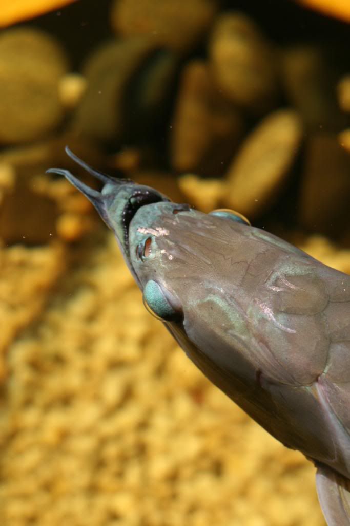 FishFishFish053.jpg