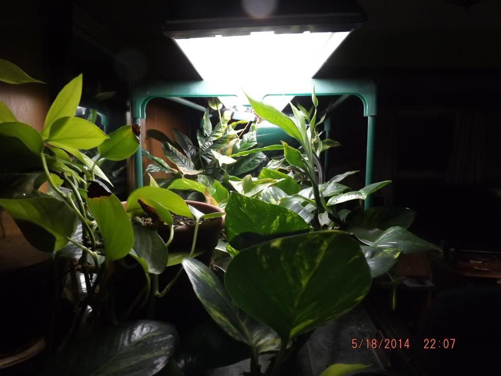 DSCF2184_zps3dba4e8b.jpg