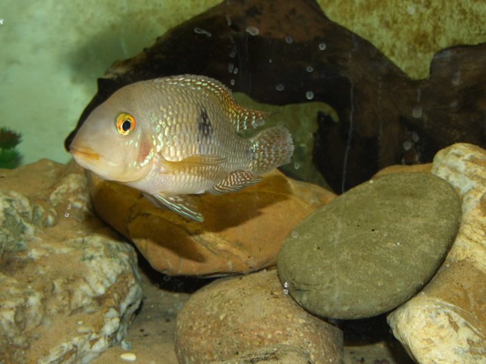 120509Geophagus_brasiliensis.jpg
