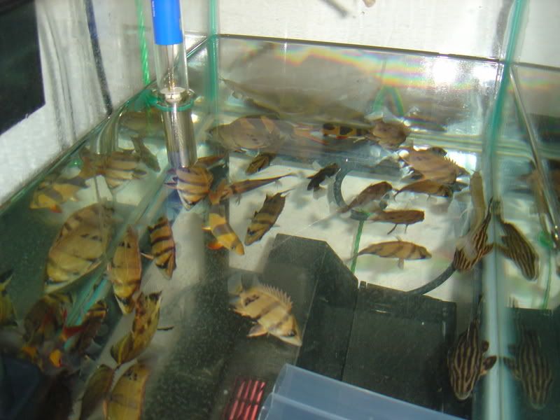 datsforsale023.jpg