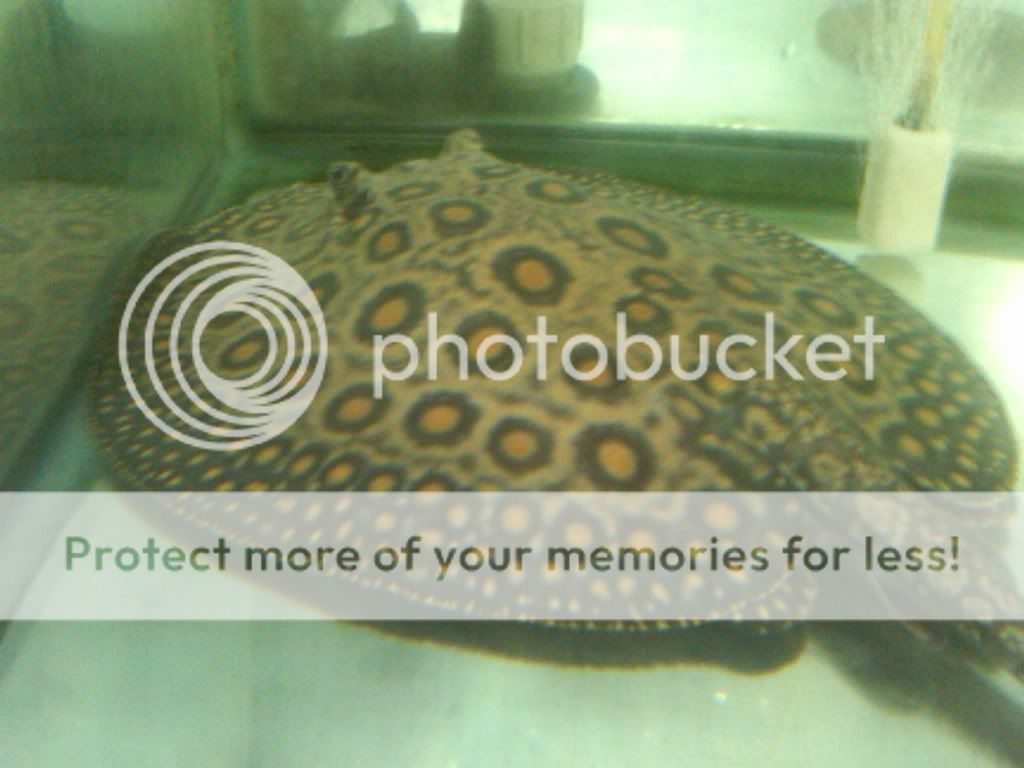 IMG00353-20110109-1459.jpg