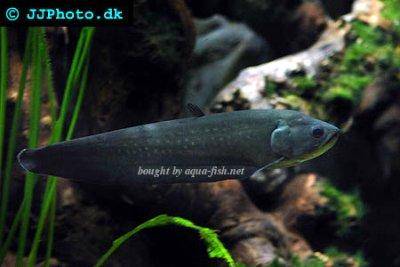 reticulate-knifefish-profile.jpg