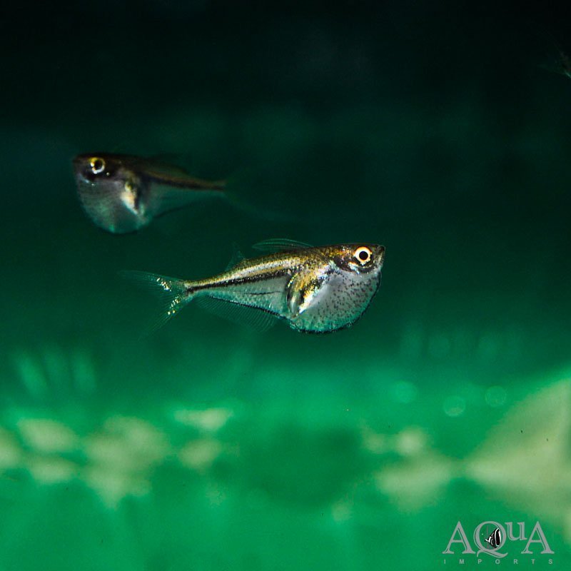 www.aqua-imports.com