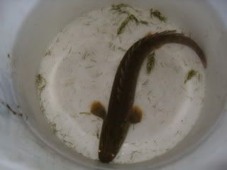 SDC11748.jpg