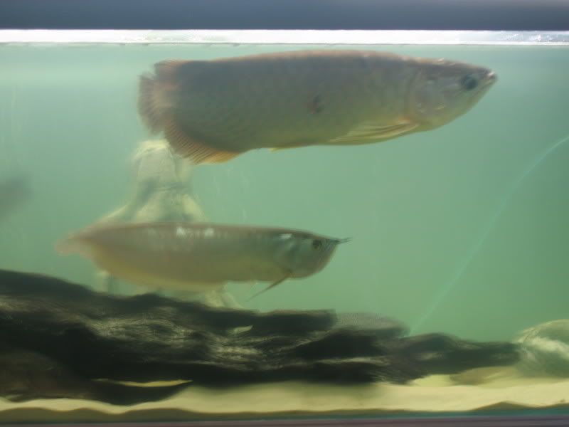 fishtank251.jpg