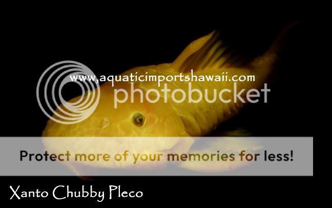 24kchubbypleco.jpg