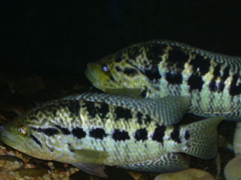 DSCN0217.jpg