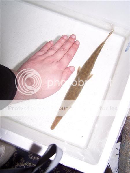 100_8711Medium.jpg