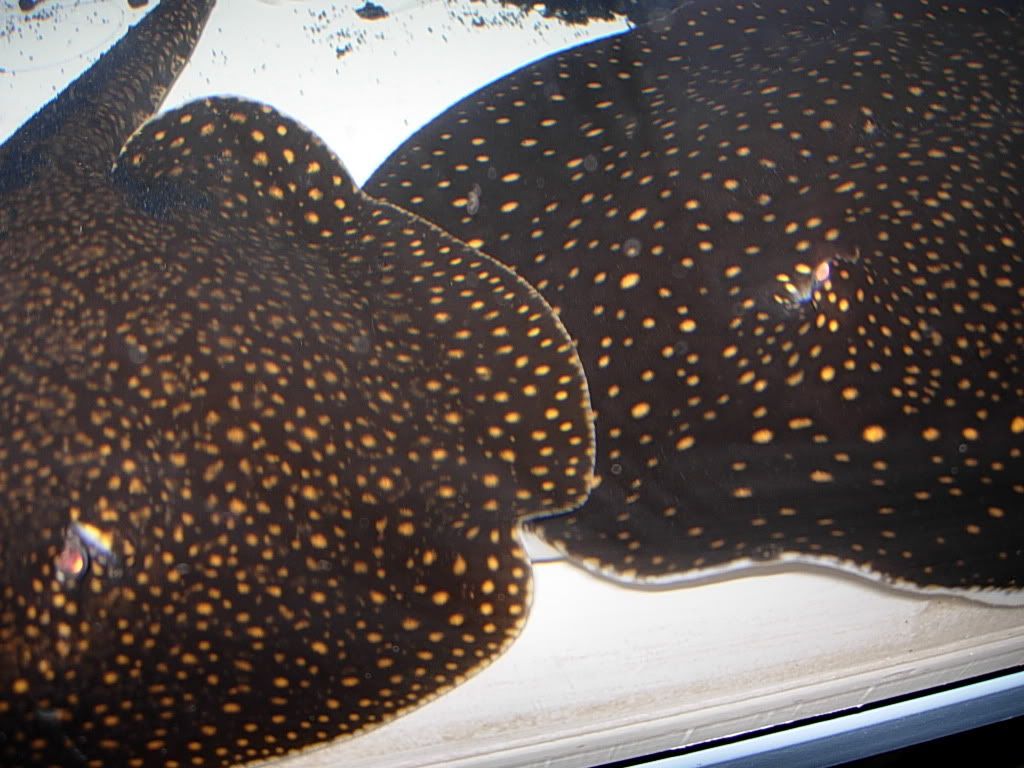 fireeel024.jpg