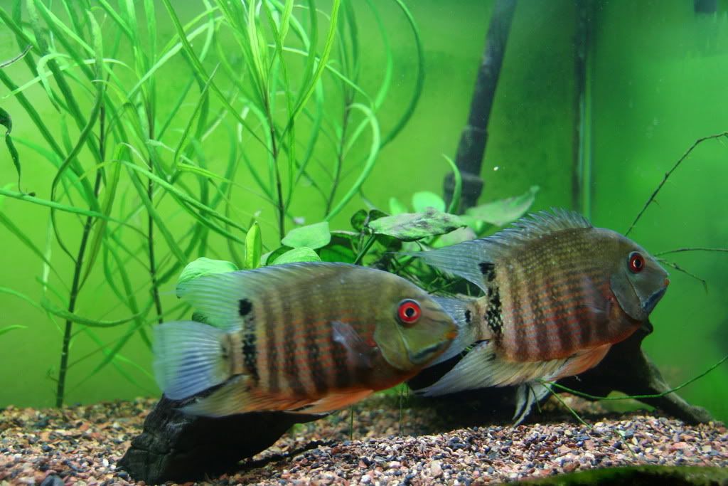 severums1.jpg