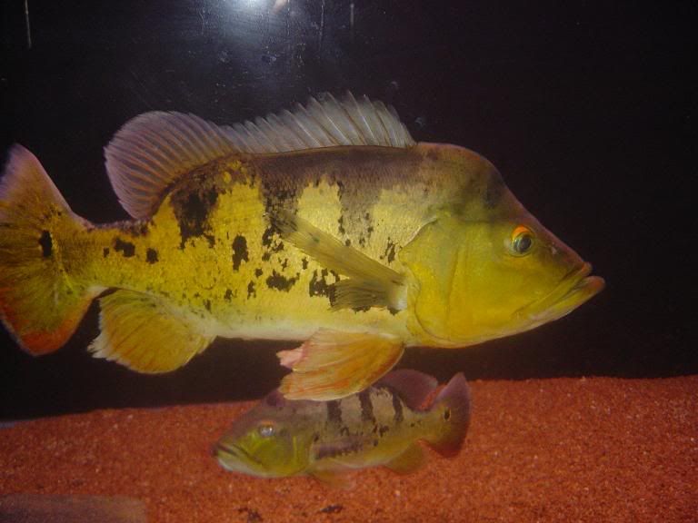 cichla.jpg