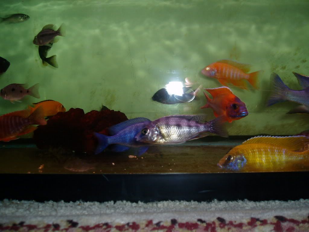 rainbowshellie019.jpg