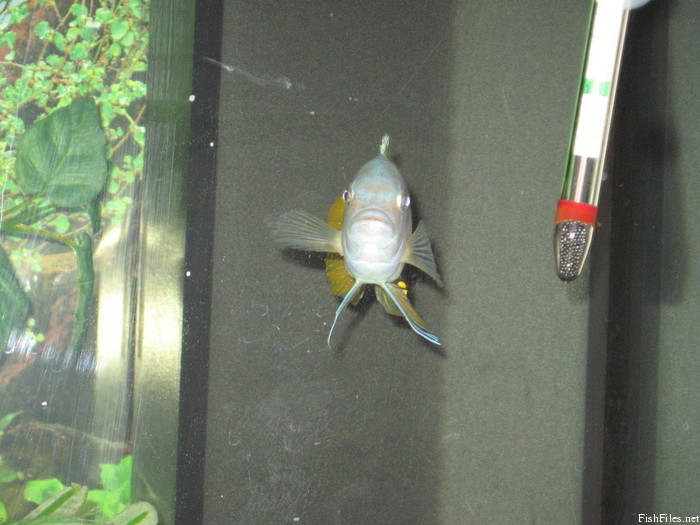 in9a5uki_fiskamyndir1_025.jpg