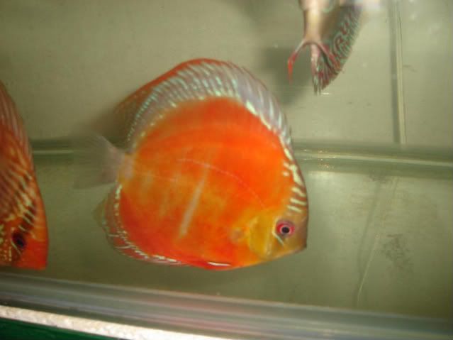 Red06.jpg