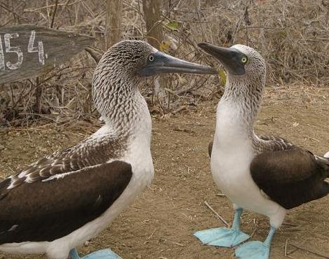 booby+bird+03.jpg