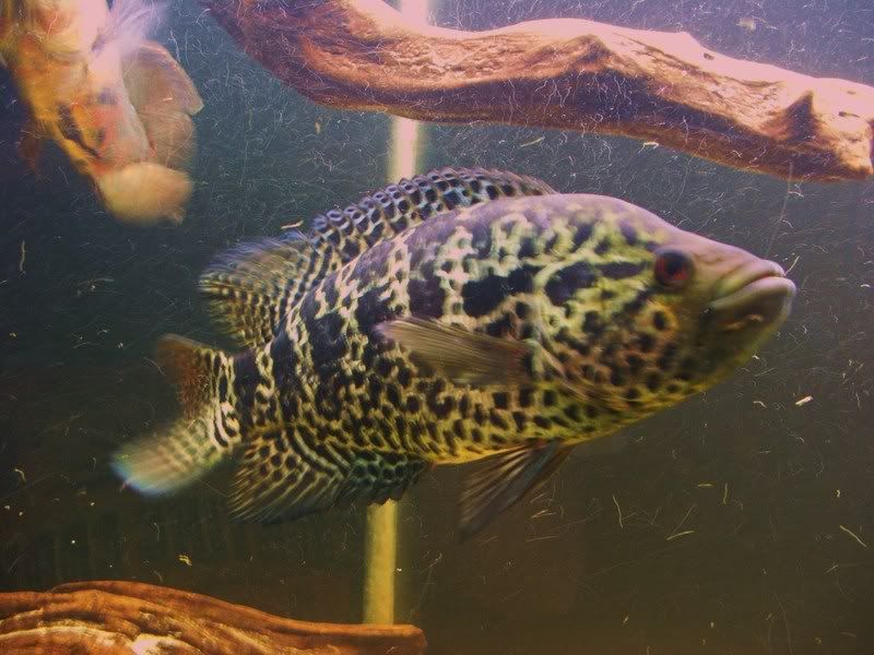 DSCF1347.jpg