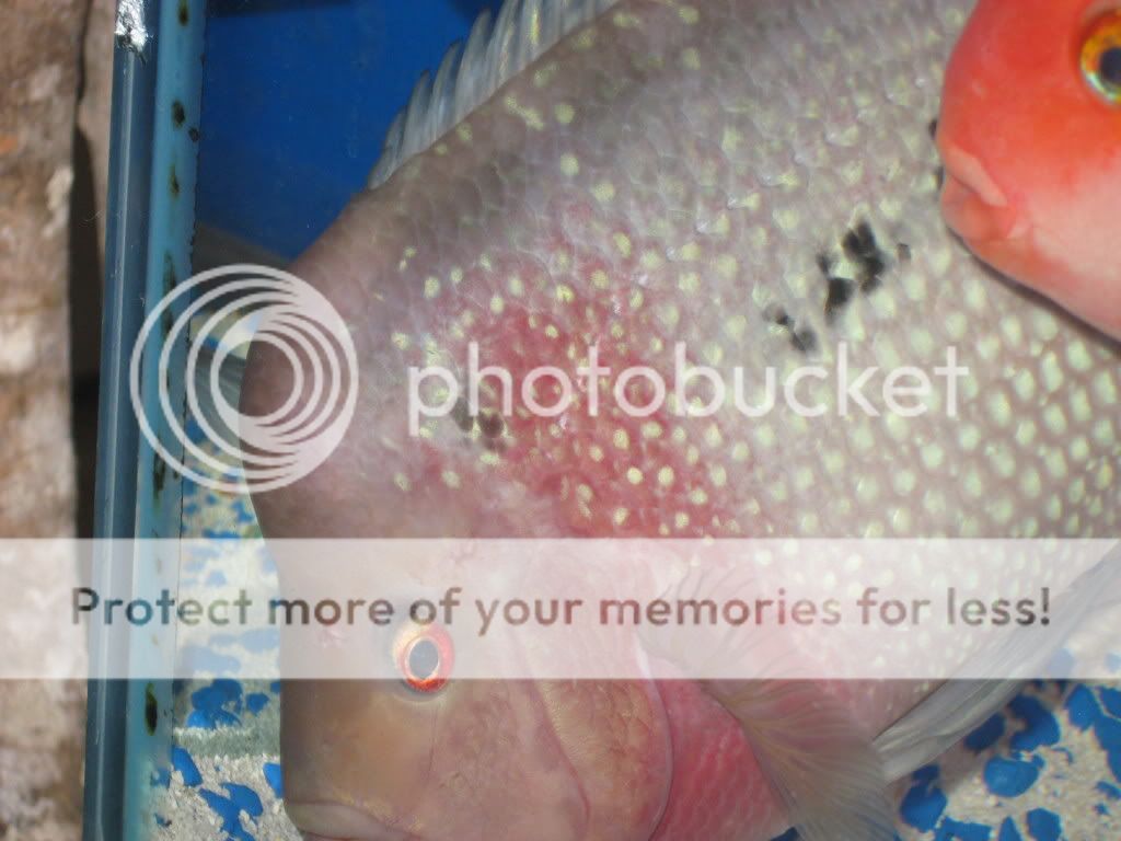 My sick flowerhorn. How do I cure this?