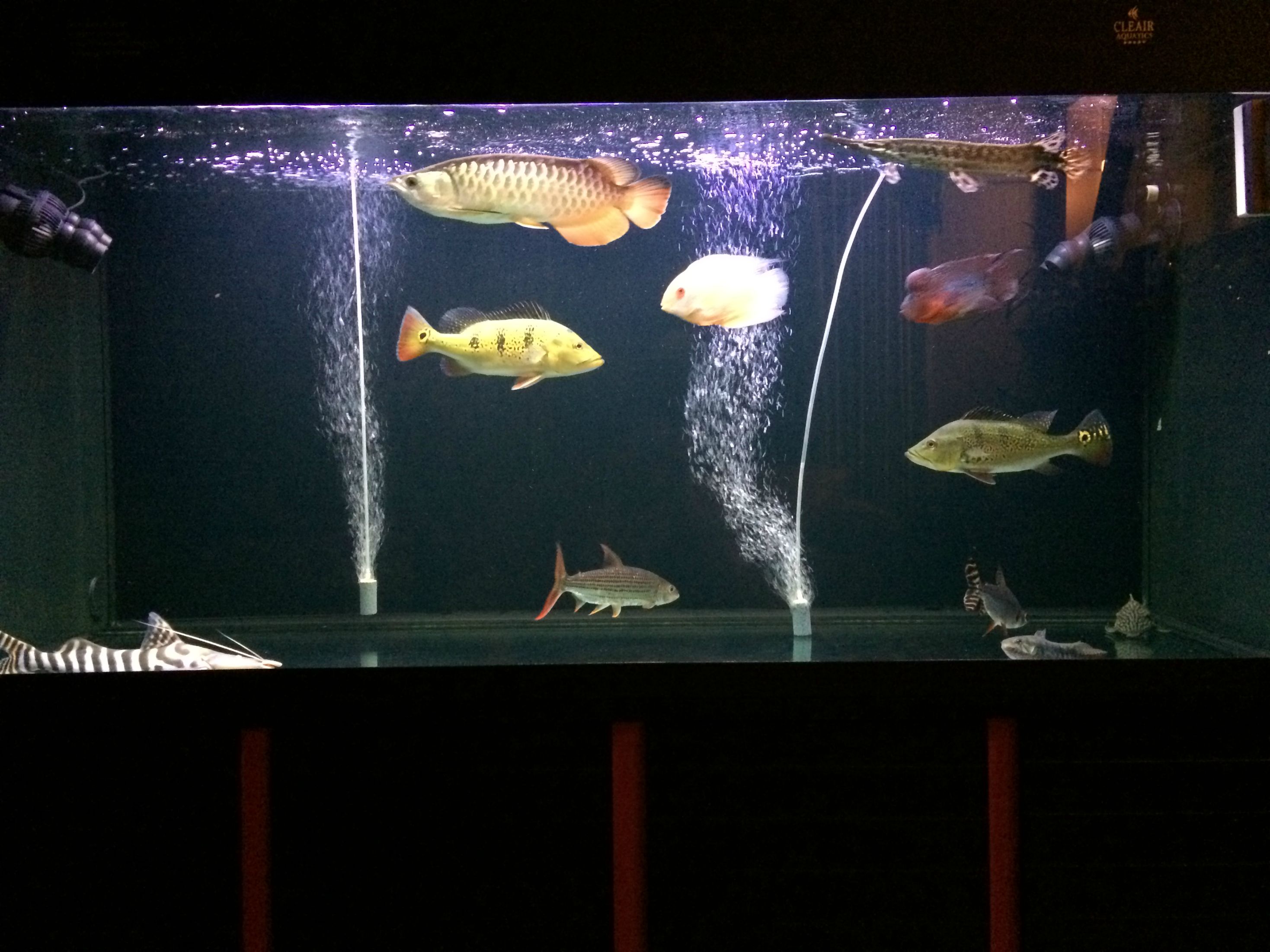 Sharing my 200g Arowana x Flowerhorn community (VATF x Kelberi x