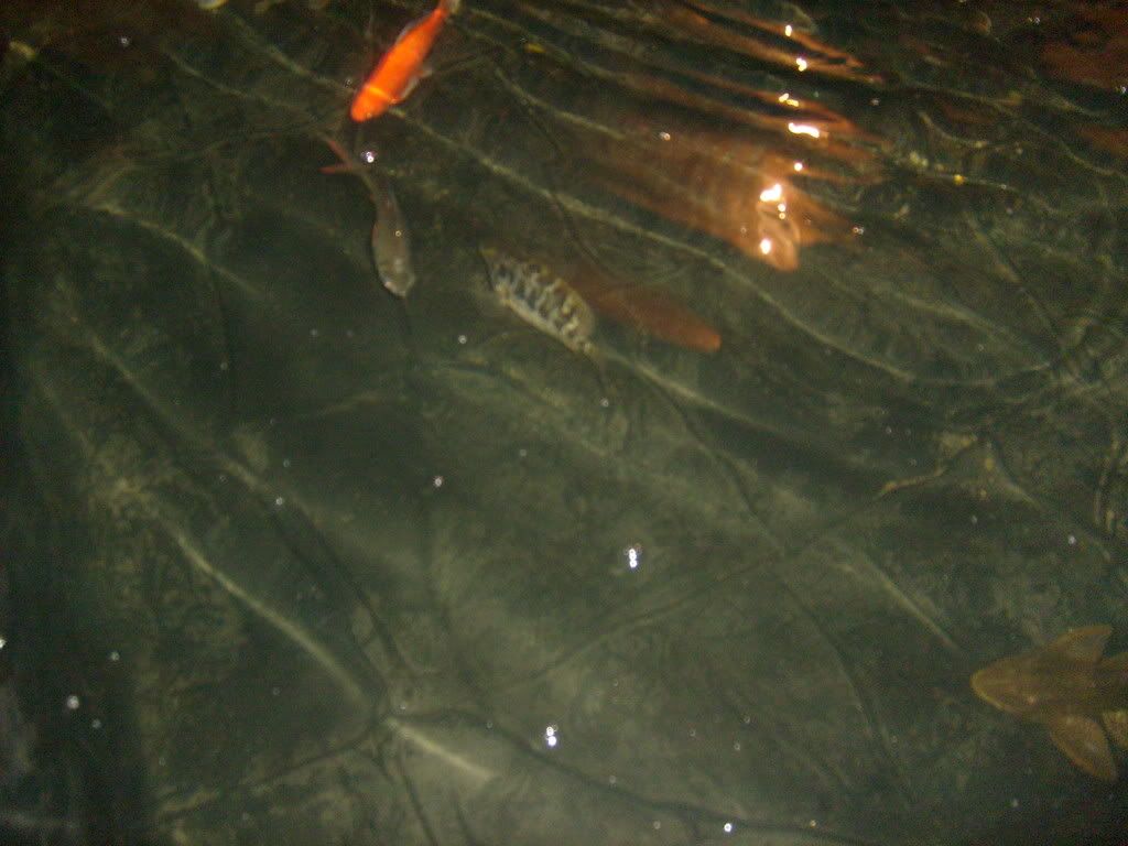 S6300007-1.jpg