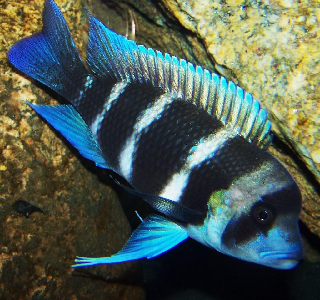 frontosa265014.jpg