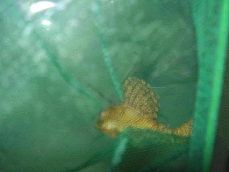 pleco1-1.jpg
