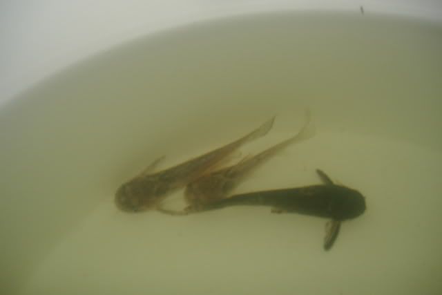 DSCF2038.jpg