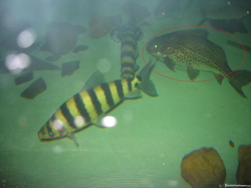 BOBWRIGHTapril2007117.jpg