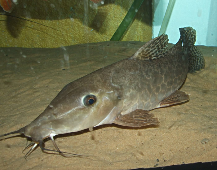 120509GiraffeCatfish.jpg