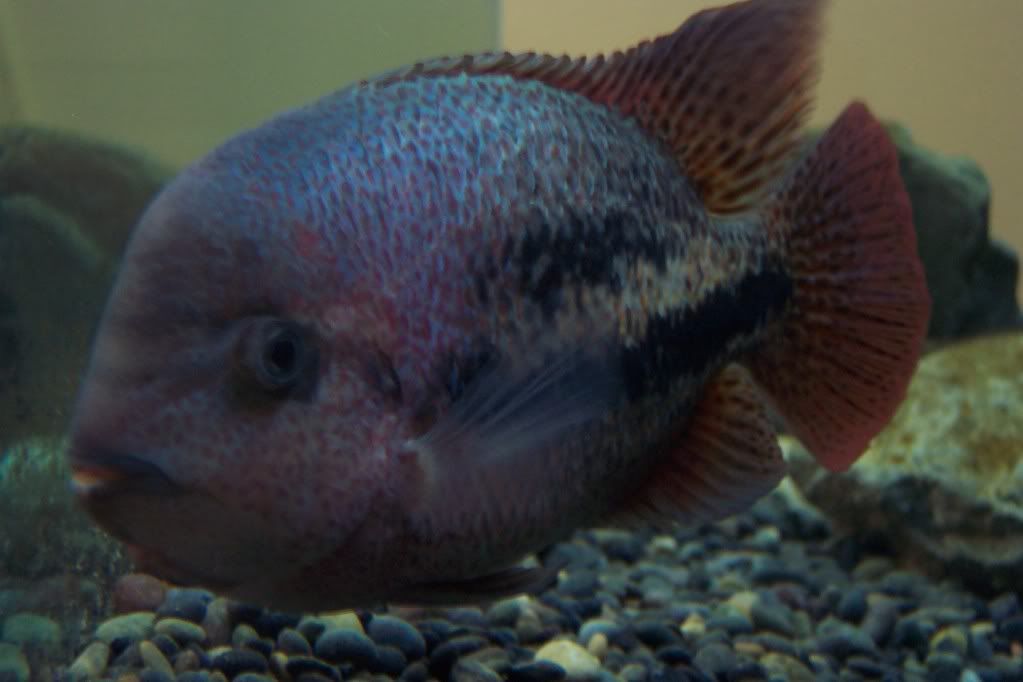 ViejaSynspillum2008-08-2009.jpg