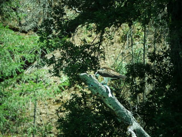 osprey.jpg