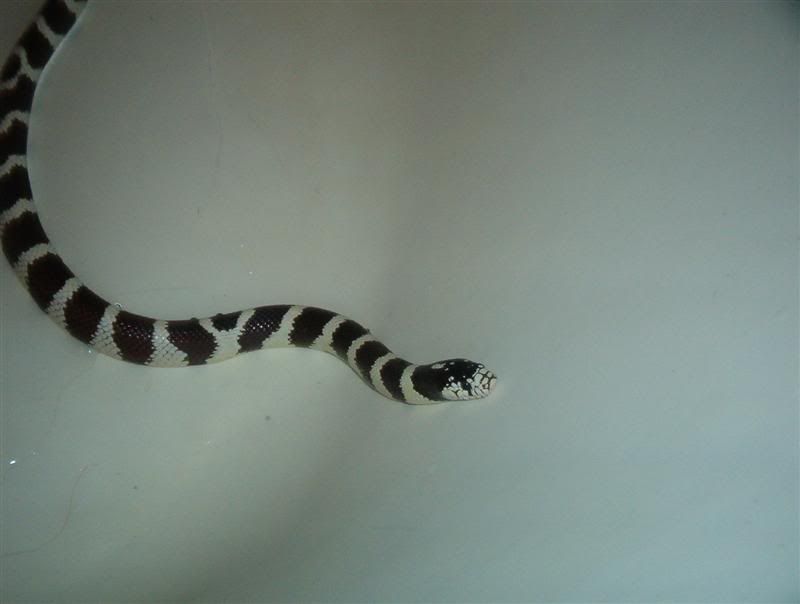 calibite014Medium.jpg