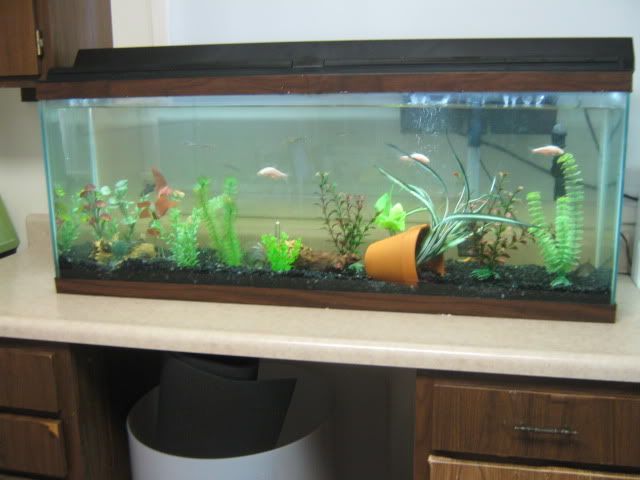 fish001.jpg