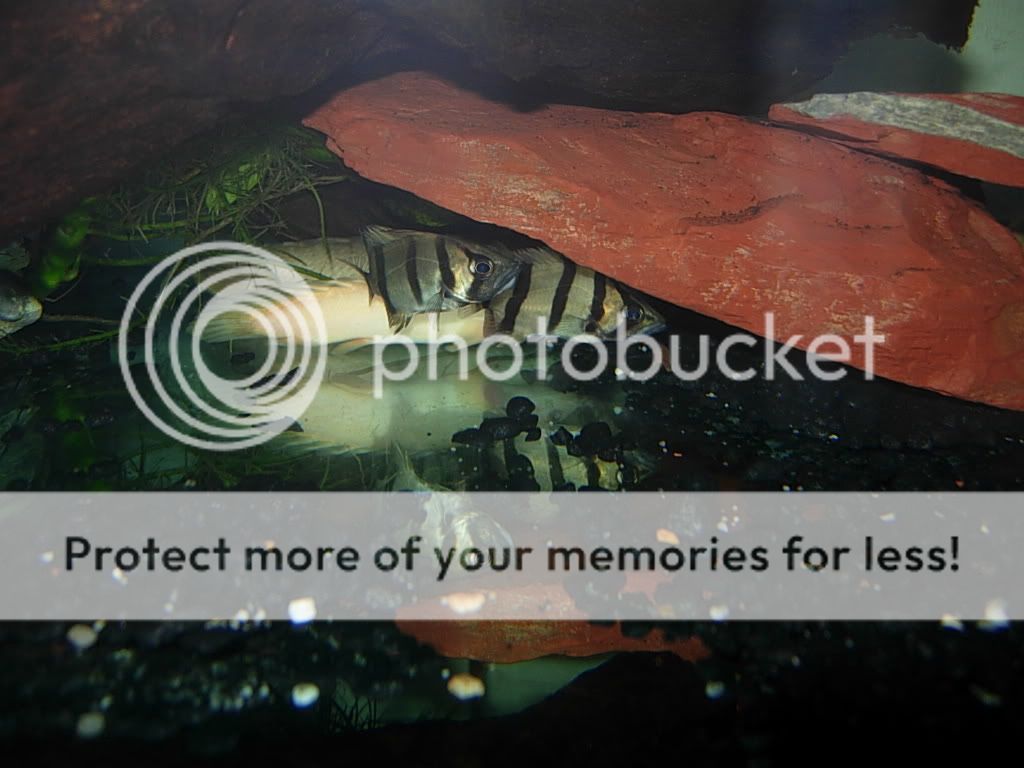 leaffish006.jpg