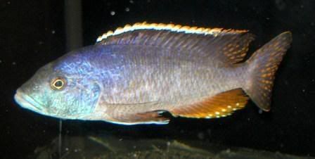Polystigma2.jpg