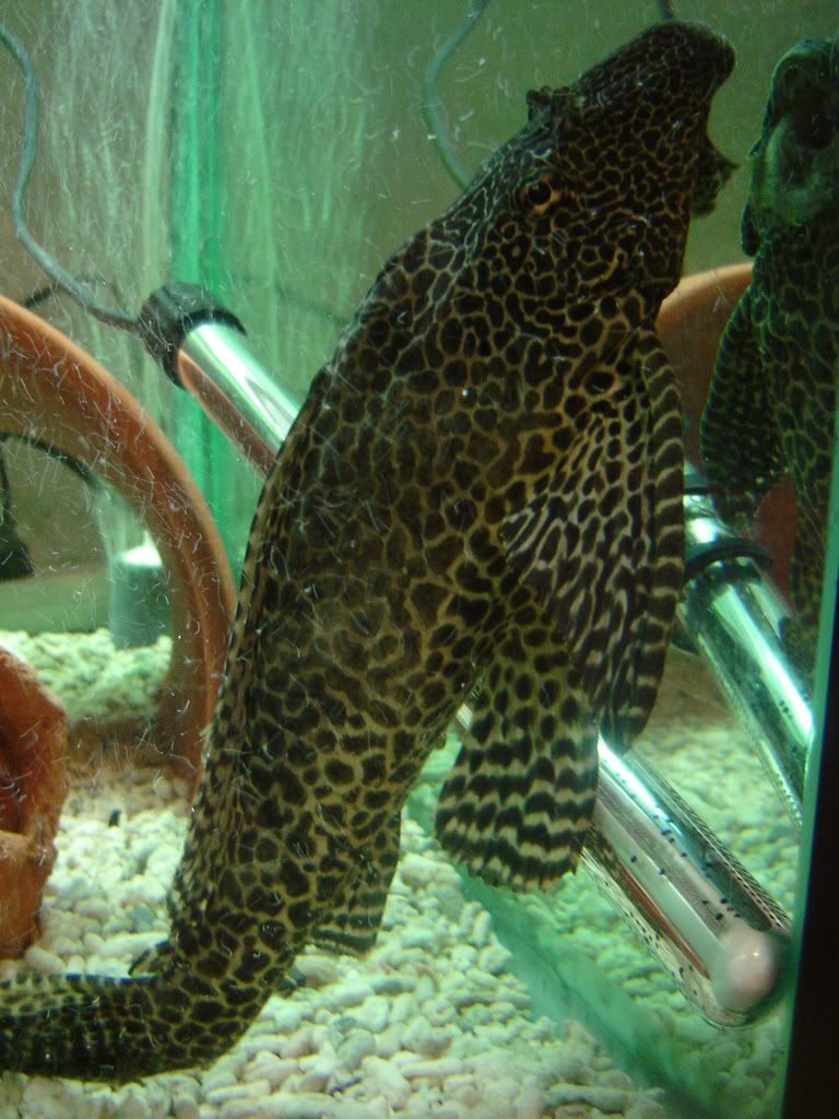 DSC01035.jpg
