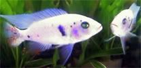 newsigfish.jpg