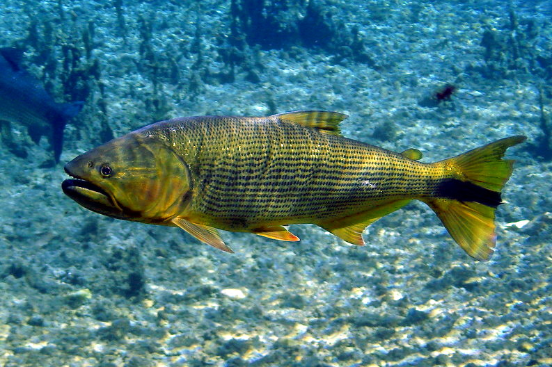 Dourado(Salminus_brasiliensis)emBonito.jpg