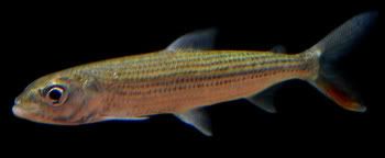 Slendertigerfish06.901.jpg