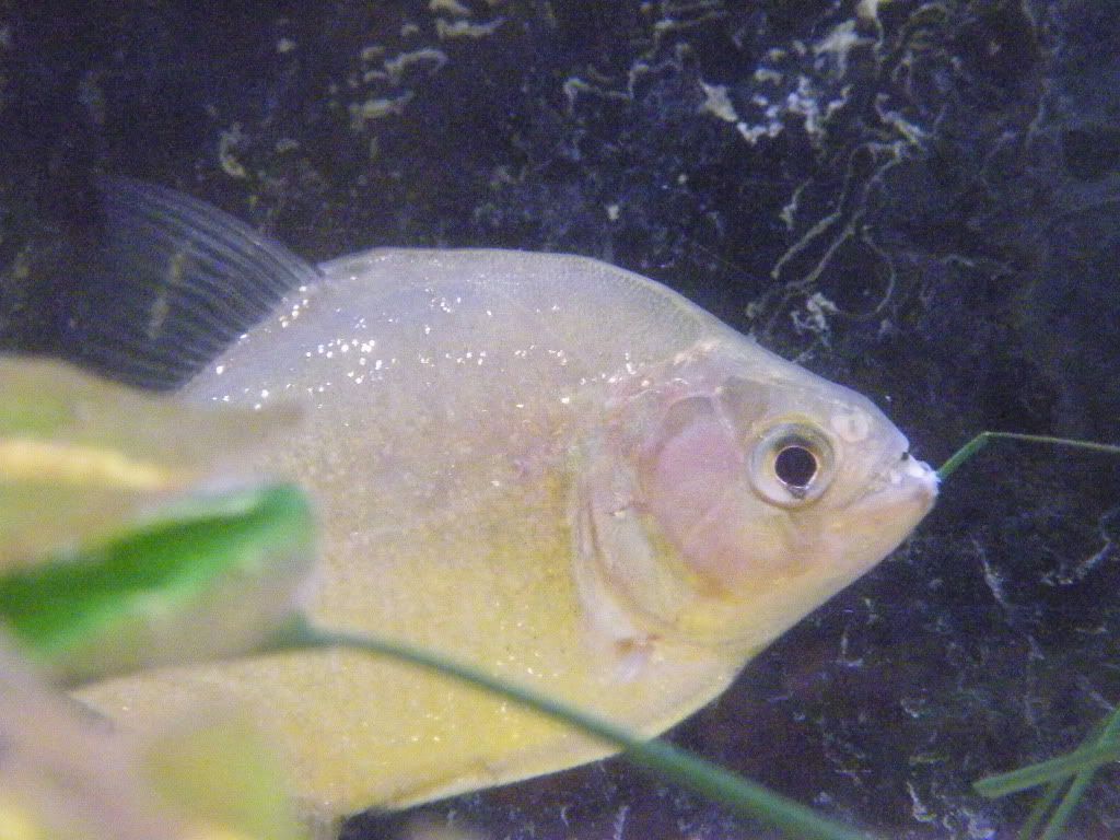 DSCF9168.jpg