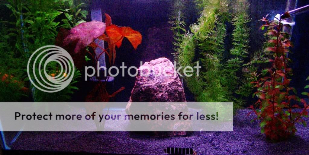 blacksandtestpics011.jpg