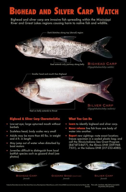 Asian20carp20poster20Rev20lrg.jpg
