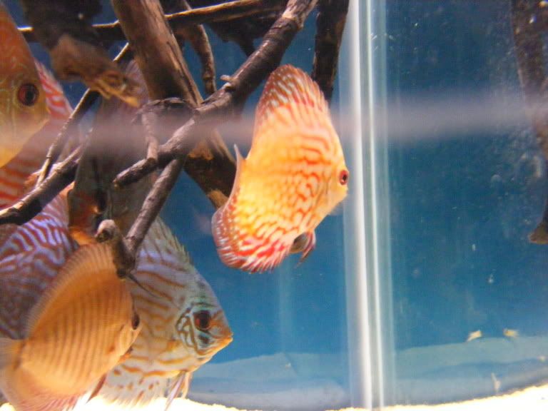2009_0306tank0003.jpg