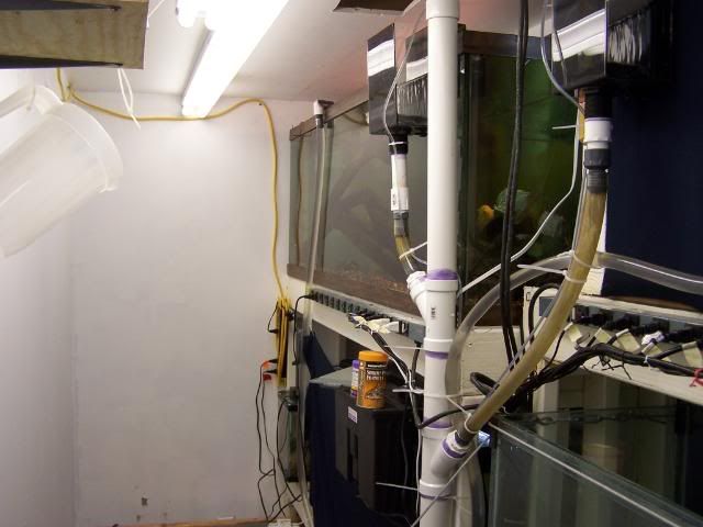 fishwall069.jpg