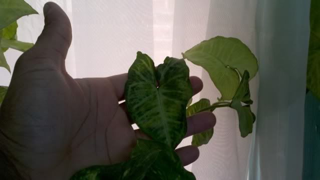 2011-10-15_13-21-29_361.jpg