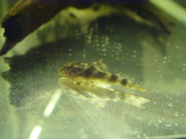 DSC03700.jpg