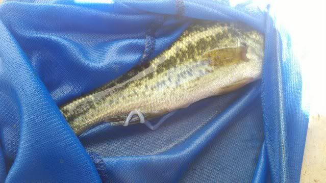 bassworm.jpg