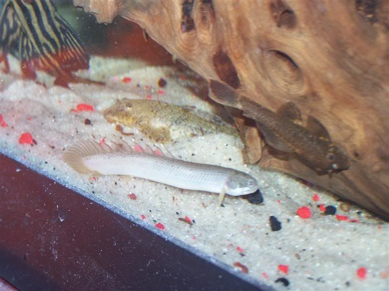 polypterus6.jpg