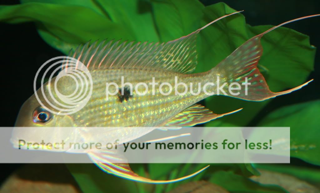 Geophagus_abalios_052109_03.jpg